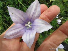 Wahlenbergia cuspidata