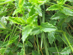 Wahlenbergia cuspidata