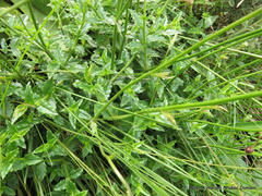 Wahlenbergia cuspidata