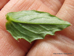 Wahlenbergia cuspidata