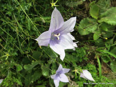 Wahlenbergia cuspidata