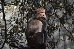 Macaca sylvanus