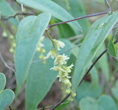 Dioscorea burchellii