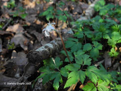 Anemonoides apennina