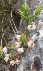 Erica grisbrookii
