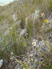 Erica grisbrookii
