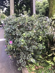 Rhododendron
