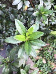 Rhododendron