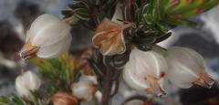 Erica grisbrookii