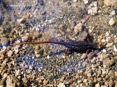 Salamandrina perspicillata