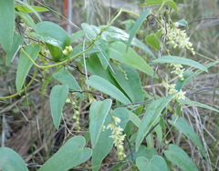 Dioscorea burchellii