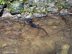 Salamandrina perspicillata