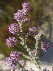 Erica labialis