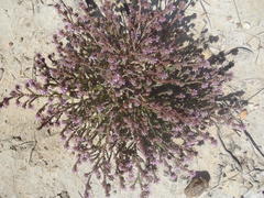 Erica labialis