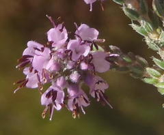 Erica labialis