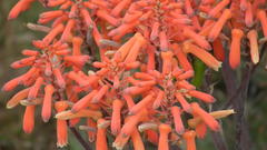 Aloe striata