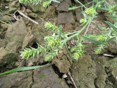 Corispermum hyssopifolium