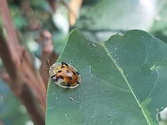 Aspidimorpha punctum