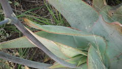Aloe striata