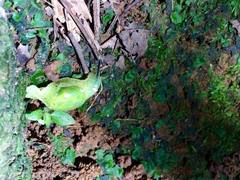 Gaeotis nigrolineata