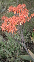 Aloe striata