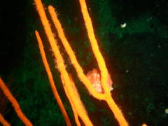 Pseudodromia latens