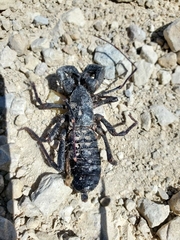 Mastigoproctus giganteus