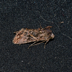 Ctenoplusia oxygramma