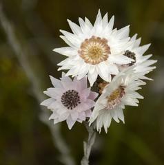 Syncarpha canescens canescens