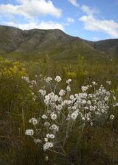 Syncarpha canescens canescens