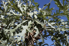 Cussonia paniculata sinuata