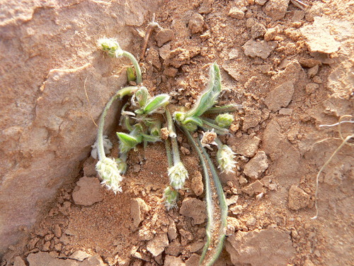 Plantago ciliata image