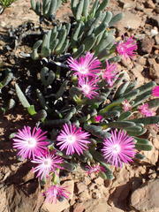 Brianhuntleya intrusa