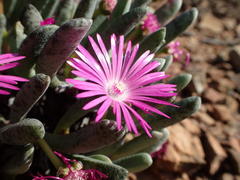 Brianhuntleya intrusa