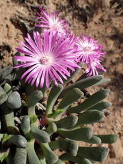 Brianhuntleya intrusa