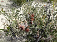Banksia shuttleworthiana