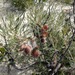 Banksia shuttleworthiana - Photo (c) brurou, algunos derechos reservados (CC BY-NC)