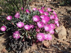 Brianhuntleya intrusa