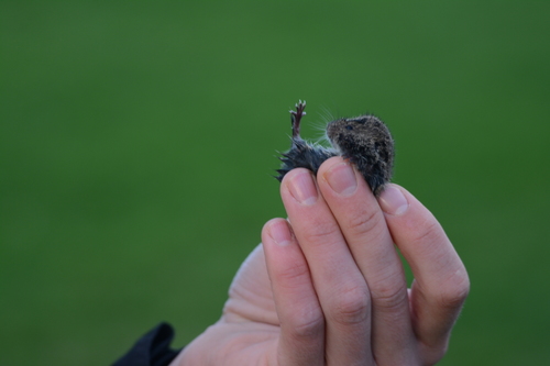 Common Vole, 9166 Schiermonnikoog, Niederlande, photo 8 of 10