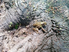 Lithobates spectabilis