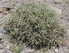 Euphorbia lignosa