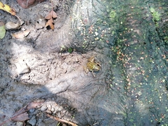 Lithobates spectabilis