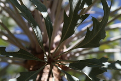 Cussonia paniculata sinuata