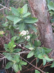 Syzygium gerrardii