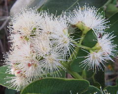 Syzygium gerrardii