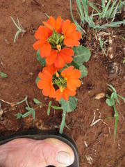 Crossandra zuluensis
