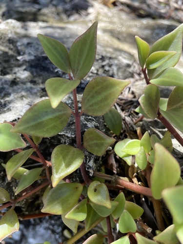 Peperomia angustata (Peperomia angustata)