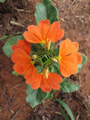 Crossandra zuluensis