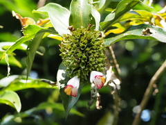 Costus lucanusianus