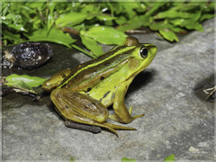 Pelophylax fukienensis